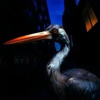 Decoding Birdsong | Antony Szmierek | Audio-Cd | CD | 2026 | Integral