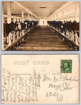 RPPC Milking Time Walker-Gordon Farm Novelty Ohio 1909 Cows Barn