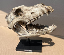 VINTAGE DIRE WOLF SKULL WITH STAND