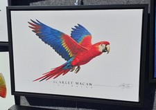 Scarlet Red Macaw - Side View/Profile Framed Canvas - by Artist Craig Tinder