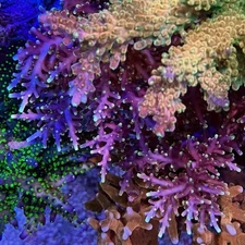 Live Acropora SPS Coral Frag - WWC Little Red Ferrari (Reef Tank Aquarium)