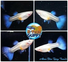 FEMALE ONLY x2 - Live Aquarium Guppy Fish High Quality - Albino Blue Topaz