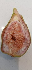 Strawberry Verte Cypriot Adriatic Fig Cuttings X 3