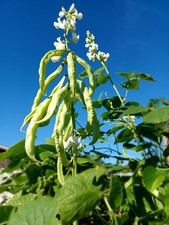 15 HYAWING BEAN SEEDS Super Rare Hybrid high-yield free shipping