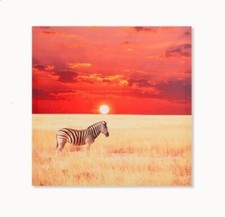 Cadre toile tableau Zèbre - 50 x 50 cm - jungle - animal sauvage animaux