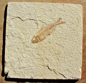 Fossil Fish •  Knightia eocena • 3.25"