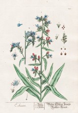 Natternköpfe Natterkopf Echium Botanique Blackwell Livre D'Herbes Gravure 1765