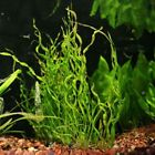 Aquarium Live Plants Corkscrew Sword Curly Aquatic Plants stems bunch Fish Tank