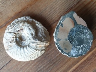 2 x Ammonite Fossil Petrification Unique Prehistoric Stone Petrified Snail Shape