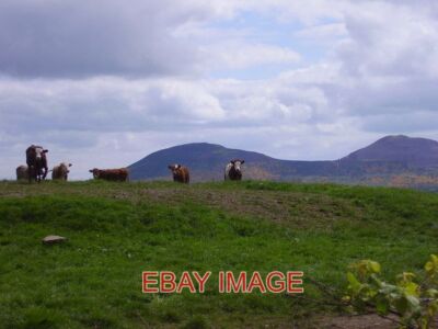 PHOTO  WE HOLD THE HIGH GROUND INQUISITIVE COWS NEAR THE HIGHEST POINT OF THE RO
