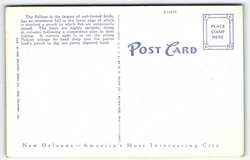 Bill Pelican Gulf of Mexico Linen Postcard Louisiana LA - Picture 2 of 2