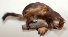 Schöner Iltis mit Bescheinigung Polecat Taxidermy