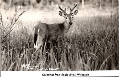 Eagle River Wisconsin Whitetail Deer Buck Velvet Vilas Cty. RPPC Postcard  32501