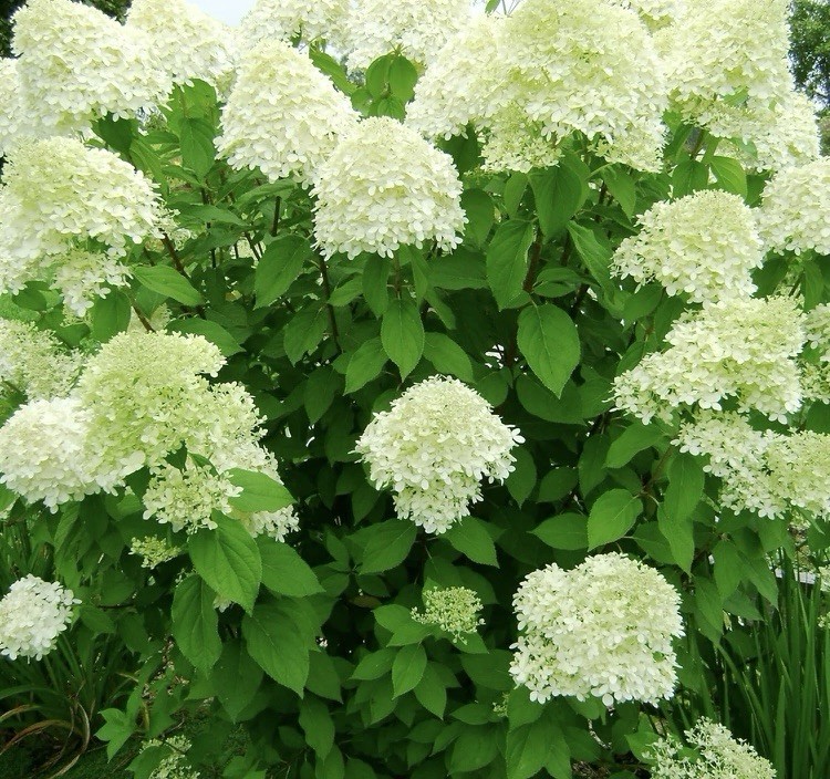 Pannicle Hydrangeas in 6
