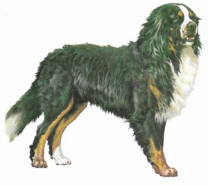 Bernese Mountain - CUSTOM MATTED - 1988 Vintage Dog Art Print - Cozzaglio