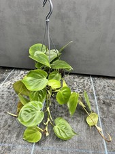 PHILODENDRON HANGING HOUSEPLANT. 15cm Pot Diameter.