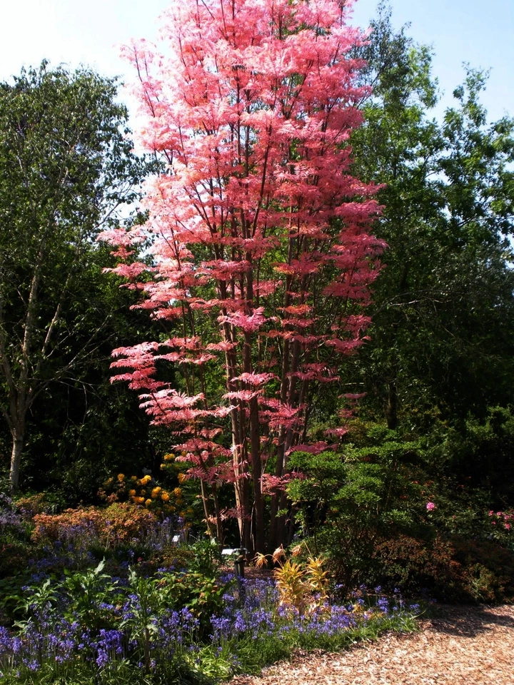 Toona sinensis (Chinese Mahogany / Cedar) 10 Tree Seeds •RARE Bonsai Garden UK   - Image 4 of 4
