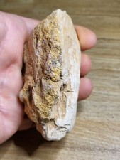 Spinosaurus Dinosaur Fossil. Excellent Kem Kem Theropod Dinosaur Bone Ref8506