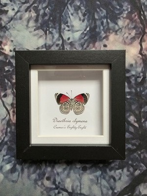 Cramer's Eighty-Eight 88 (Diaethria clymena) Entomology Shadow Frame Taxidermy