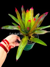 Rare Neoregelia ‘Shelldance’ – Stunning Colorful Juvenile Bromeliad Plant