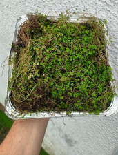 Tray of Baby Tears Soleirolia soleirolii mind your own business carpet plant
