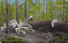 Hyster Modern Logging Tractor c1940s At Work 40 ft. Timber Washington Postcard