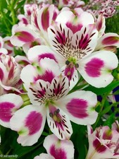 Preety Imported Double Alstroemeria White  Violet Flower Bulbs Pack Of 2 Bulbs