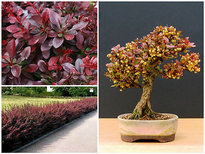 japanese juniper bonsai tree Juniper Bonsai Tree