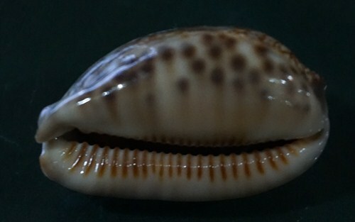 Cypraea arabica 41,6 mm F+++, ungewöhnliches bewölktes Muster wow!! - Bild 4 von 6
