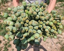 Asian OB/Izmir Pink Special Afghan hybrid Poppy Seeds (Papaver S.) Seed