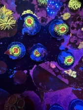 Live Coral Bloodshot Zoanthid 1 Polyp