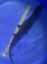 Paddlefish, 17-inch, Prehistoric Elegance, Black Swamp Koi Farms