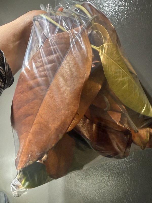 Organic Fresh Magnolia Leaves Bag Full