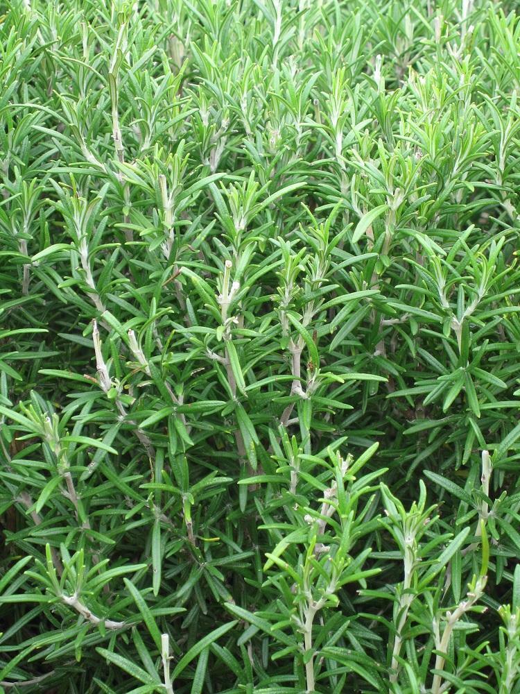 ORGANIC HERB ROSEMARY 75 SEEDS (ROSEMARINUS OFFICINALIS)