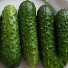 25+ Calypso F1 Hybrid CUCUMBER  SEEDS - resistant to mildew and viruses.
