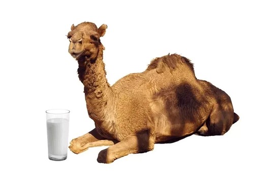 Camel Milk Powder Freeze Dried Gluten Free No Additives & Preservatives 200gm - Picture 4 of 5