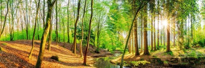 Bild SPRING WOODS BH 156x52 cm grün Kunstdruck Gemälde Wandbild