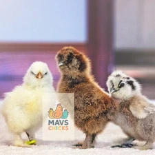 🐣 Silkie Hatching Eggs – 4+ Mix | Blue • Splash • White • Partridge 