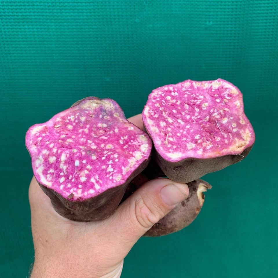 ‘Kumara’ Sweet Potato Purple (1x Rooted Plant) Edible Potato - image 4 of 4