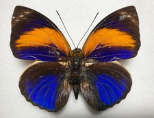 Agrias phalcidon excelsior - AgriasButterflies.com