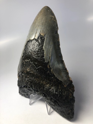 Megalodon Shark Tooth 6.02 inch - Giant - Natural Fossil - REAL - Authentic 5081 - Picture 3 of 8