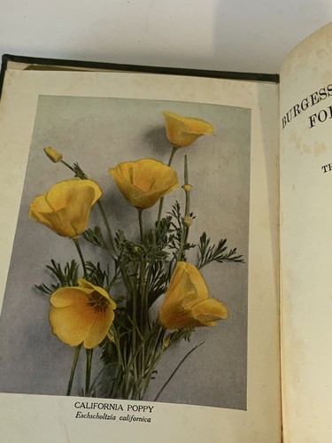 The Burgess Flower Book for Children - Thornton W Burgess 1928 HC READ - Picture 6 of 18