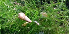 Algae cleaner Malaysian Trumpet Snails 7 Free plants Live Aquatic guaranteed