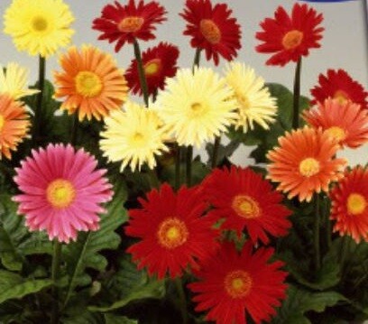 9x Gerbera großblumig gemischt - Samen Blume Garten Pflanze Saatgut KS364 - Picture 1 of 5