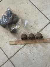 1 Pound Bag of Bur Oak Tree Acorns, Untreated