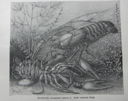 Edelkrebs  Europäische Flusskrebs (Astacus astacus) Krebs Holzstich 1912 - Bild 1 von 1