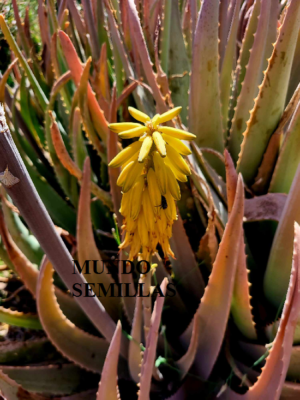 ALOE VERA - Medizinische Aloe Vera - 5 Samen - Wachsen Sie Ihre eigene  Pflanze | eBay.de