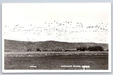 Vintage Geese Flying Field Eastmans Studio B6805 Rppc