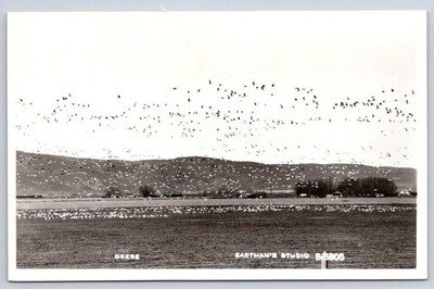 Vintage Geese Flying Field Eastmans Studio B6805 Rppc