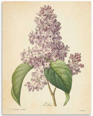 Vintage French Lilac Flower Botanical - Classic Flower Nature Home and Room D...